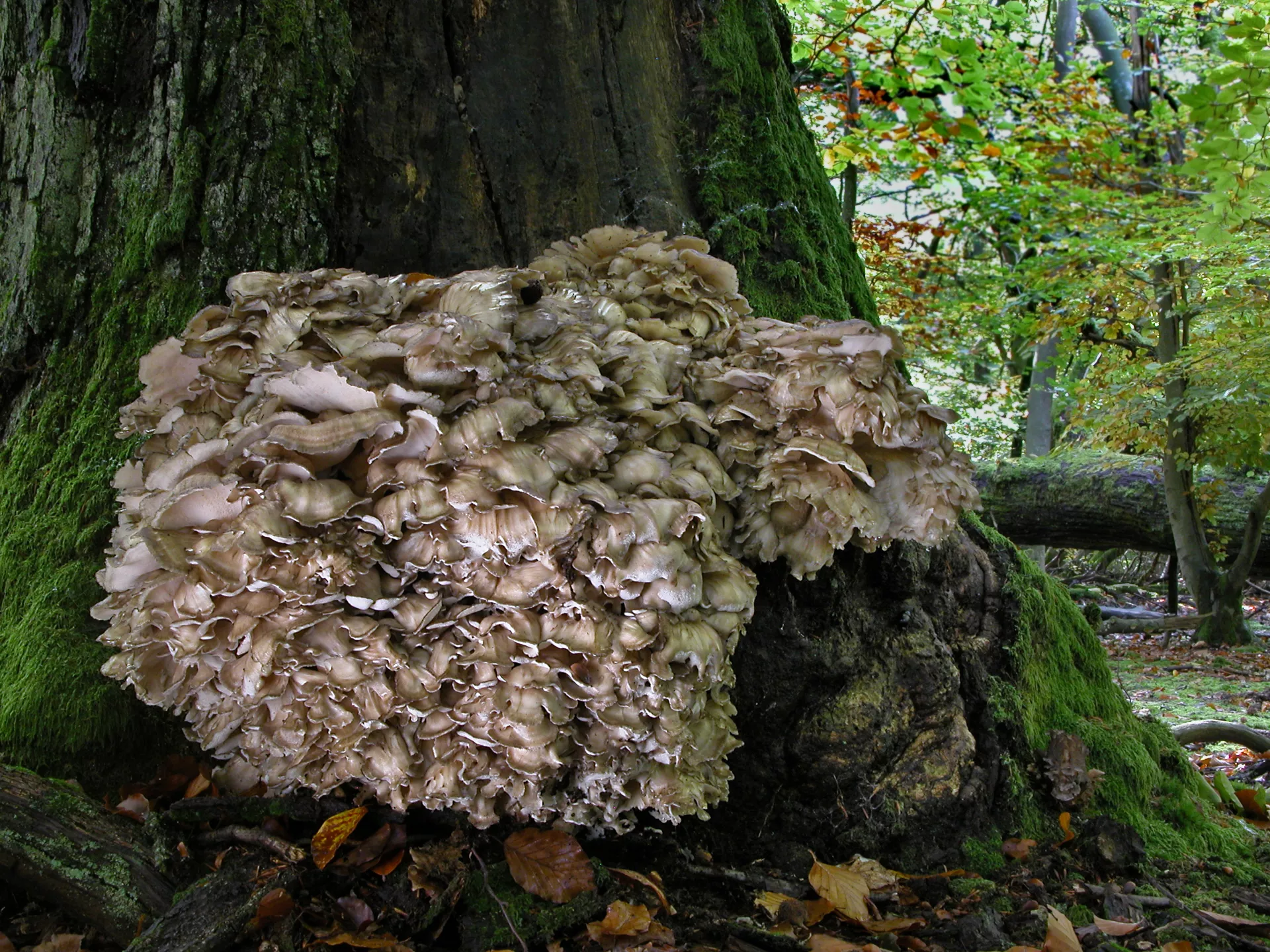 Maitake